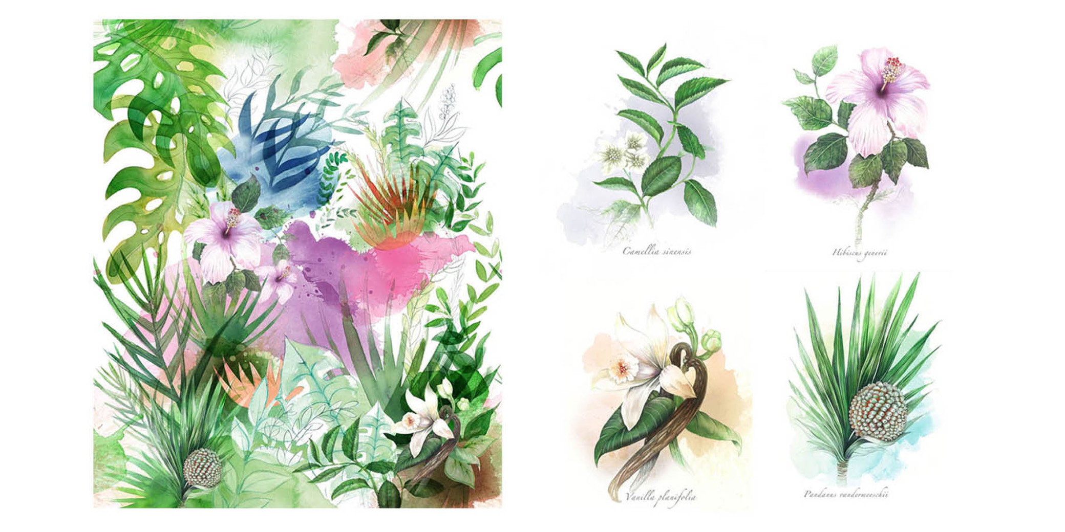 Botanical Illustrations