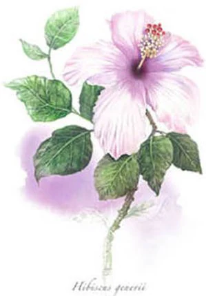 Watercolour study of a pink hibiscus