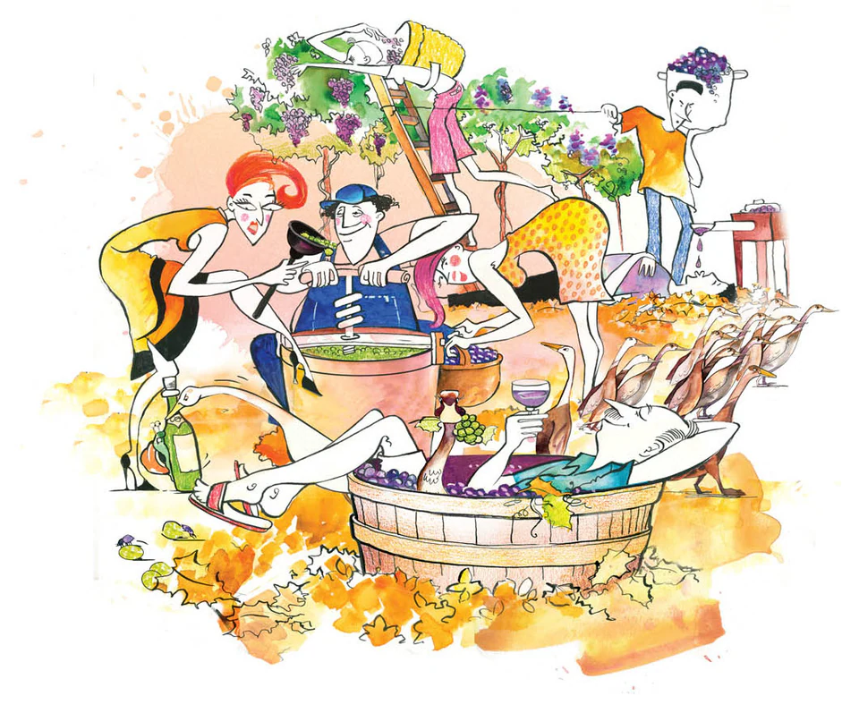 Illustrated harvest in pen and ink with watercolour: people treading grapes in a wooden vat among the vines